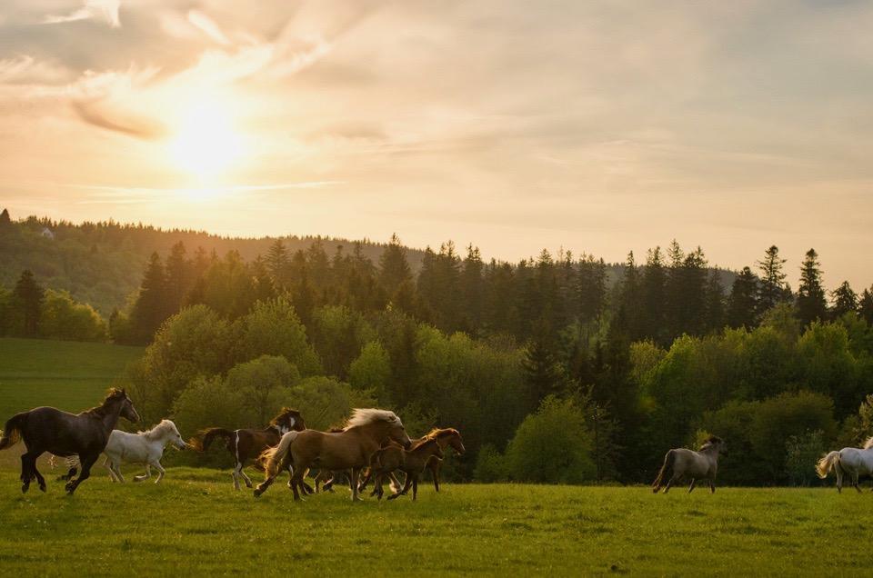 Bed and Breakfast Rancho Panderoza Душники-Здруй Экстерьер фото